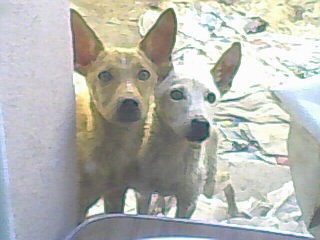COPITO Y BETHOBEN COPITO Y BETHOBEN